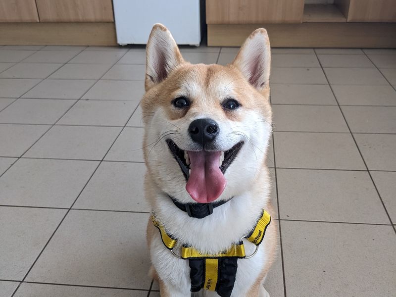 Bazil | Japanese Shiba Inu | Loughborough - 1