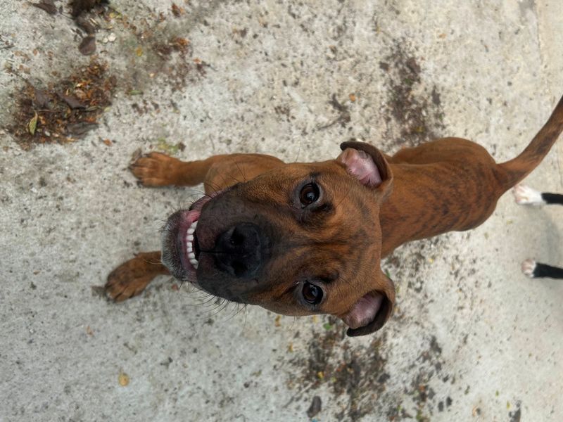 Boxer for adoption in Wymeswold, Leicestershire – 8 months old - Image 2 of 2