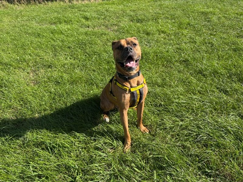 Buddy | Boxer Cross | Loughborough - 3