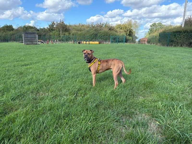 Buddy | Boxer Cross | Loughborough - 1