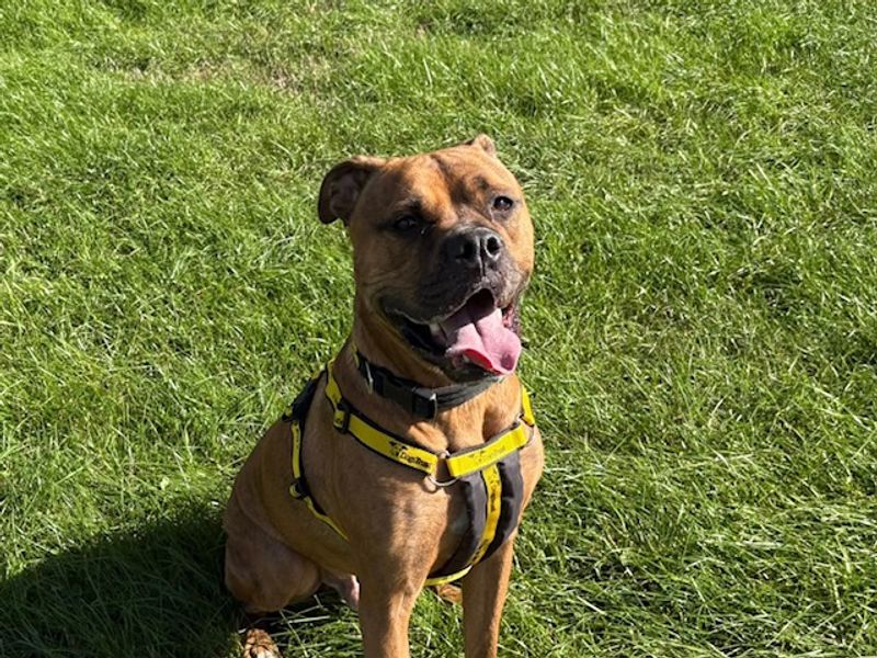 Buddy | Boxer Cross | Loughborough - 2
