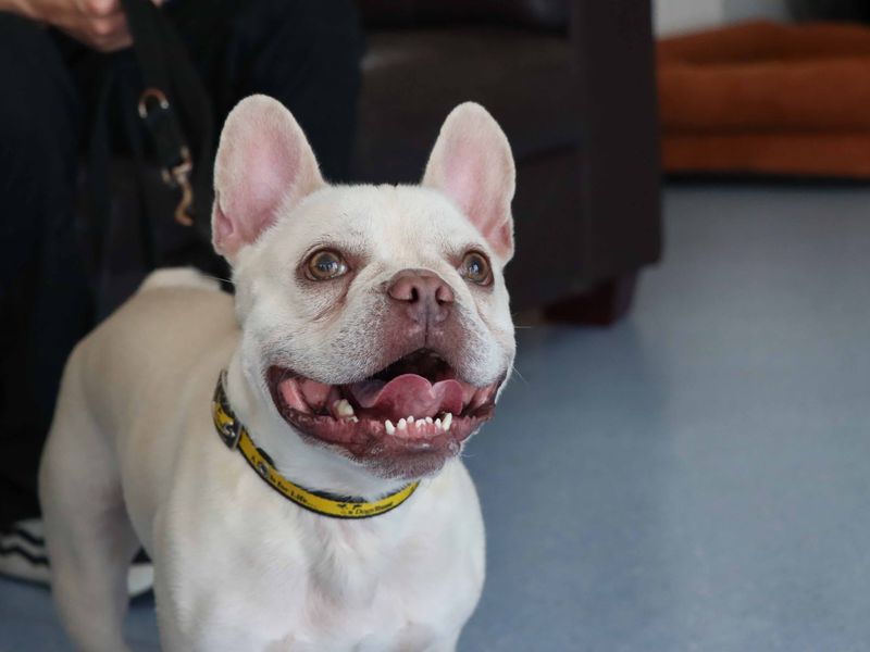 French Bulldog for adoption in Sadberge, Co Durham – 3 years old - Image 3 of 3