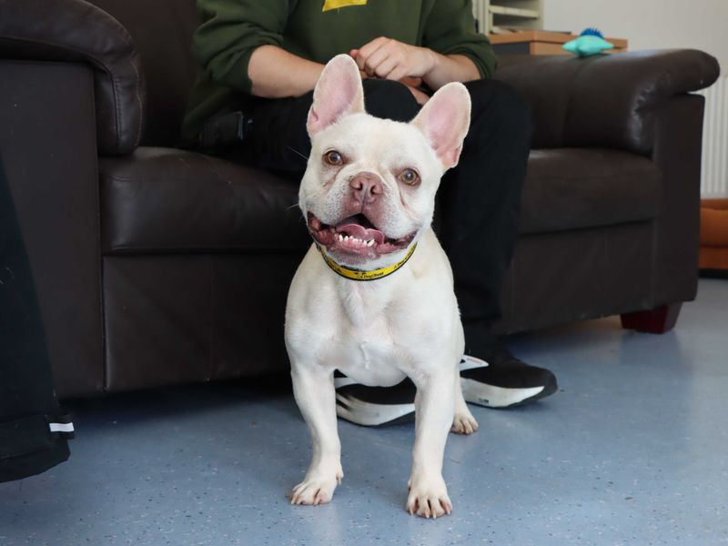 French Bulldog for adoption in Sadberge, Co Durham – 3 years old