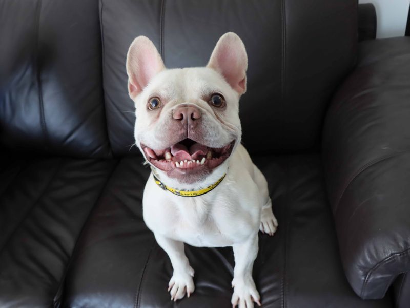 French Bulldog for adoption in Sadberge, Co Durham – 3 years old - Image 2 of 3