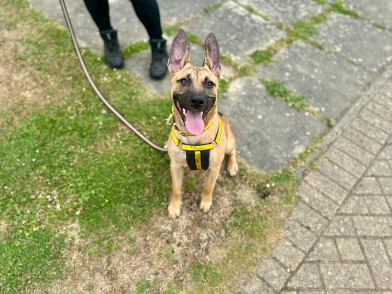 Lova | Belgian Shepherd Dog (Malinois) Cross | Canterbury - 1