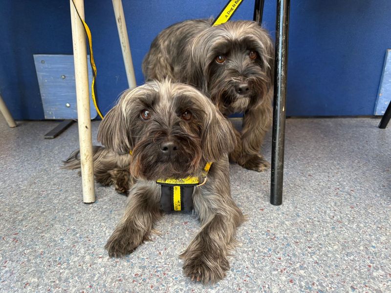 Yorkshire Terrier for adoption in Snetterton, Norfolk – 3 years old