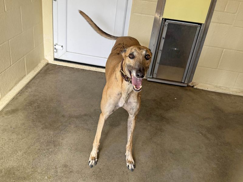 Kel | Greyhound | Basildon (Essex) - 1