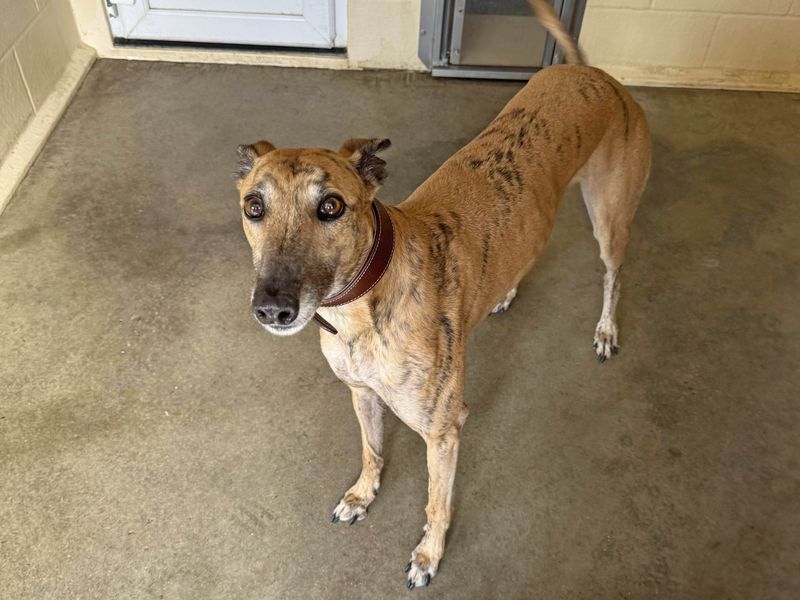 Kel | Greyhound | Basildon (Essex) - 1