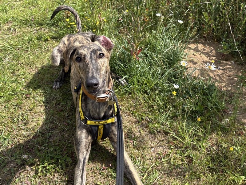Bailey, a 2 years old male Unknown available for adoption from Dogs Trust in Snetterton, Norfolk