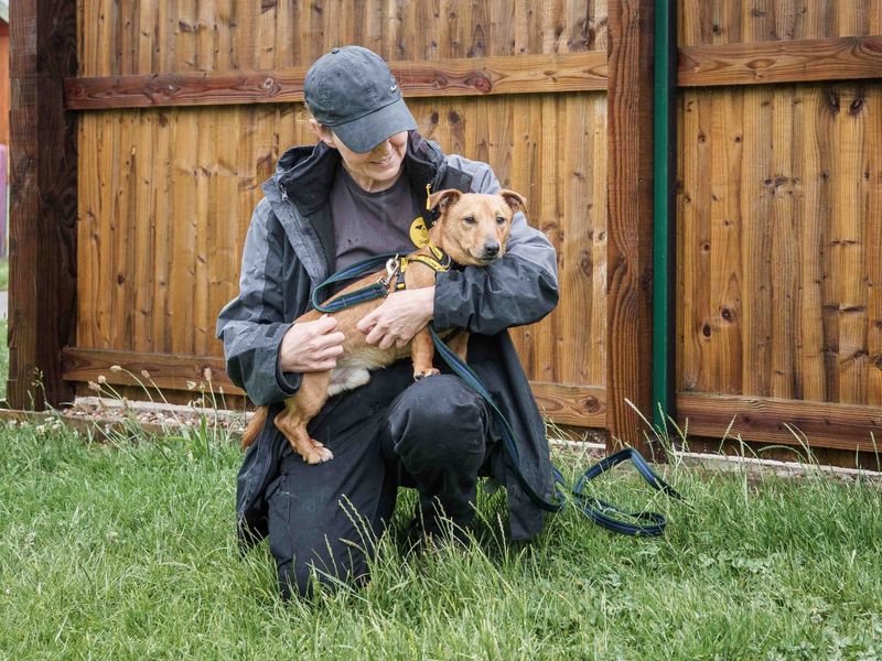 Jack Russell for adoption in Wymeswold, Leicestershire – 4 years old - Image 4 of 4