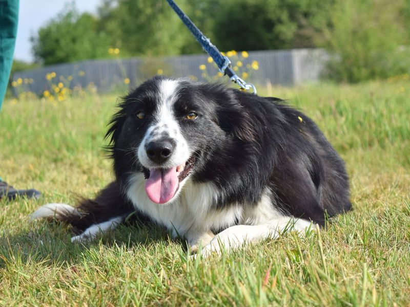 Border Collie for adoption in Uxbridge, London – 3 years old