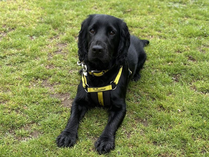 Cocker Spaniel for adoption in Snetterton, Norfolk – 1 year old