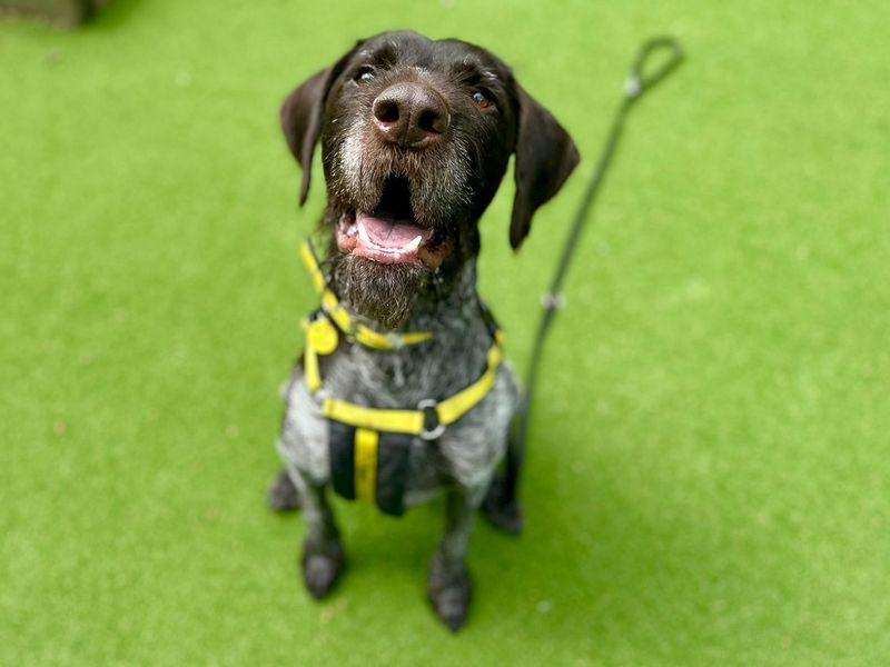 German Pointer for adoption in Chestfield, Kent – 3 years old - Image 2 of 2