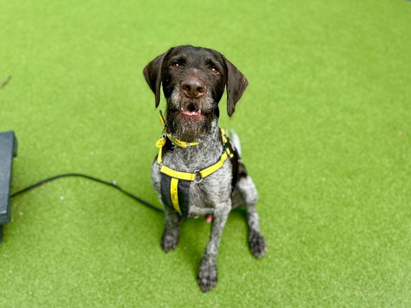 Baxter for sale in Chestfield, Kent