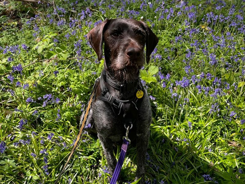 Baxter | Pointer (German Wirehaired) | Canterbury - 1
