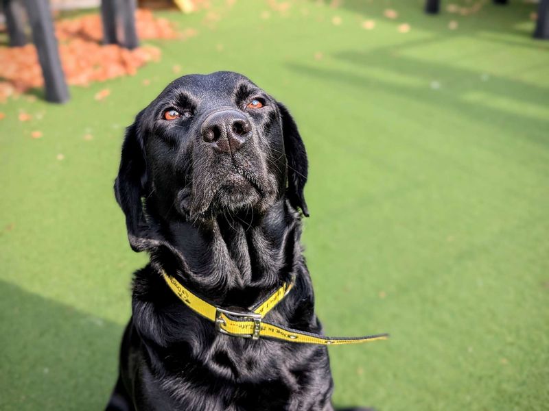Teddy | Retriever (Labrador) | Cardiff - 1