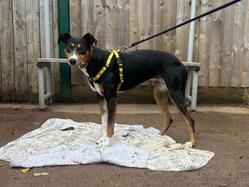 Allie | Lurcher | Loughborough - 1