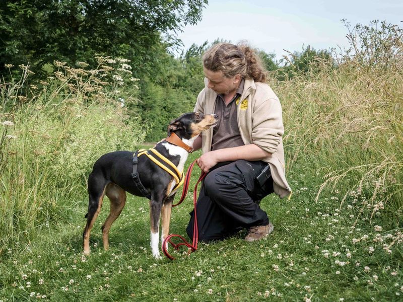 Allie | Lurcher | Loughborough - 1