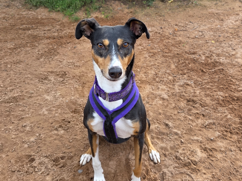 Allie | Lurcher | Loughborough - 4