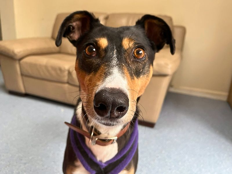 Allie | Lurcher | Loughborough - 2