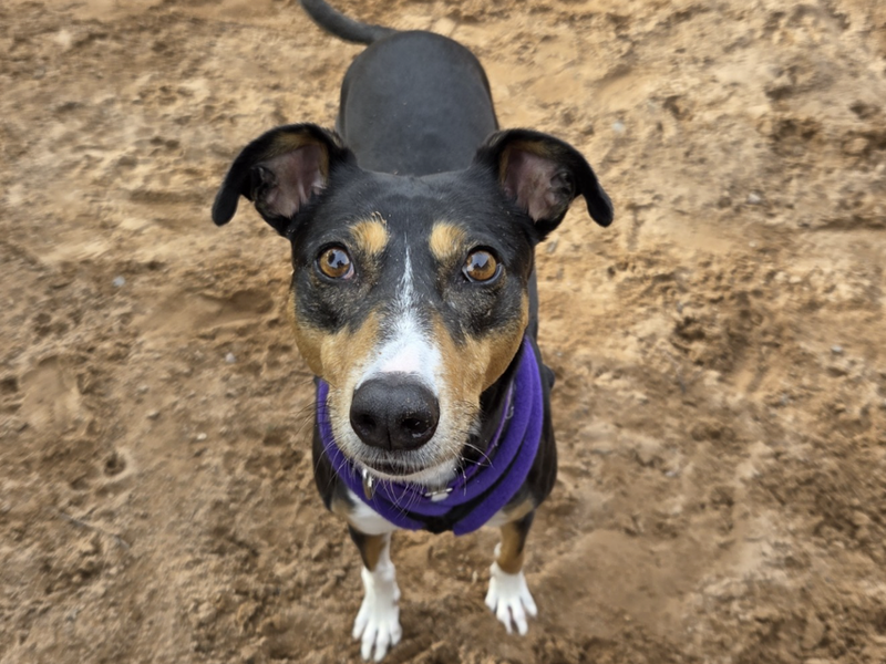Allie | Lurcher | Loughborough - 3