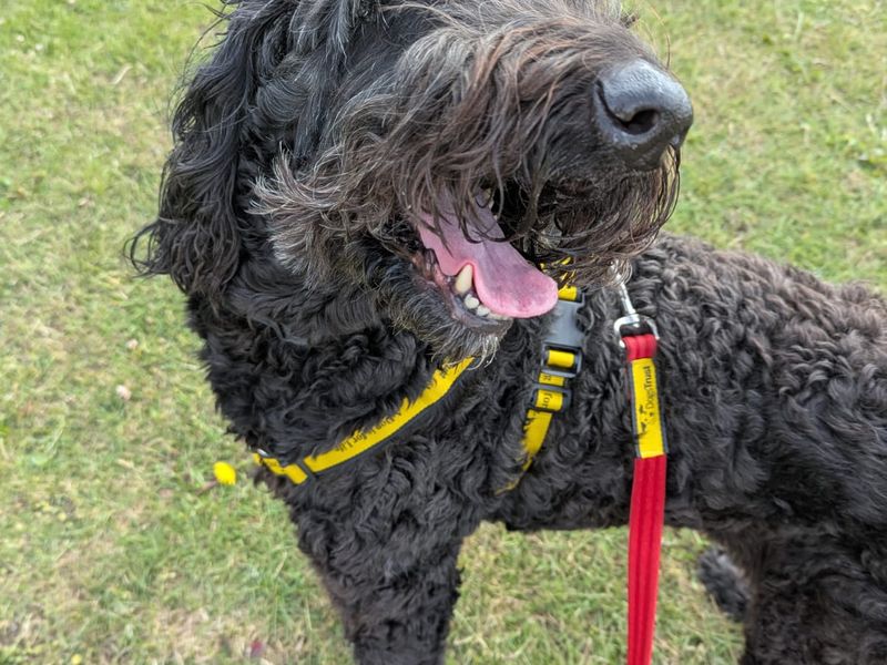 Milly for sale in Chestfield, Kent | Image 3