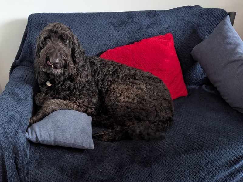 Milly for sale in Chestfield, Kent