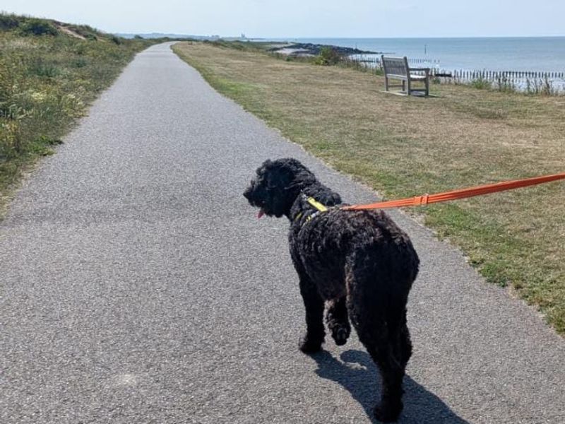 Milly for sale in Chestfield, Kent | Image 2
