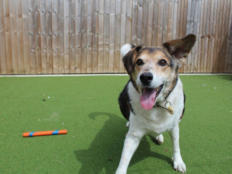 Sam for sale in Evesham, Worcestershire - Image 2