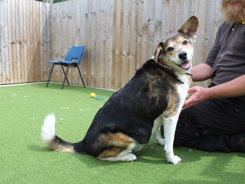 Sam for sale in Evesham, Worcestershire - Image 3