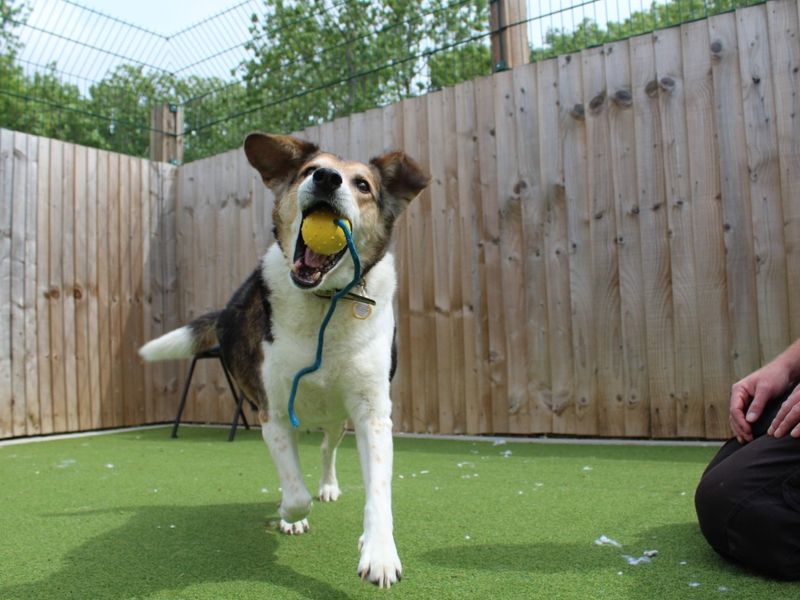 Sam for sale in Evesham, Worcestershire