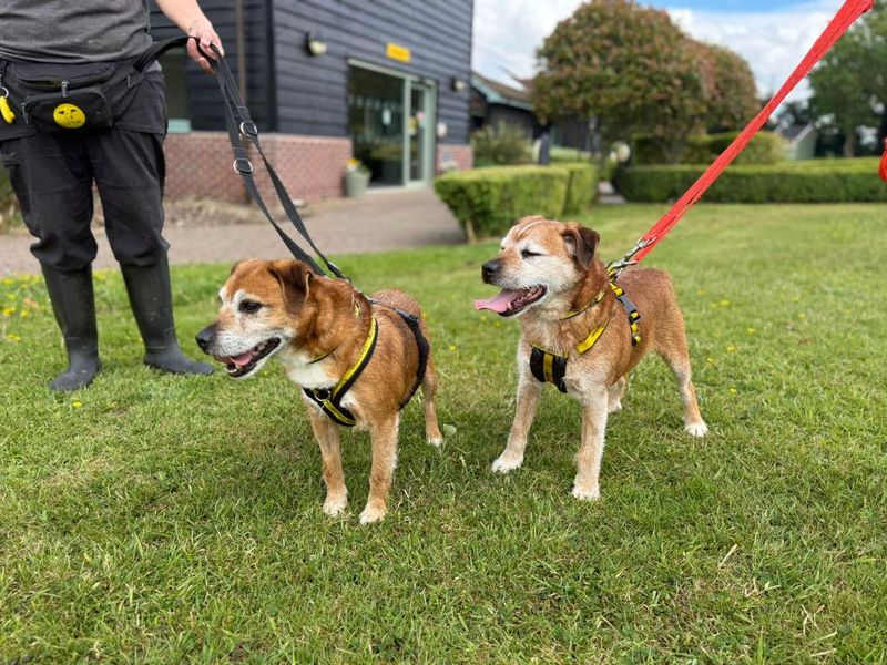 Rusty & Mani | Terrier (Border) | Shrewsbury (Shropshire) - 1