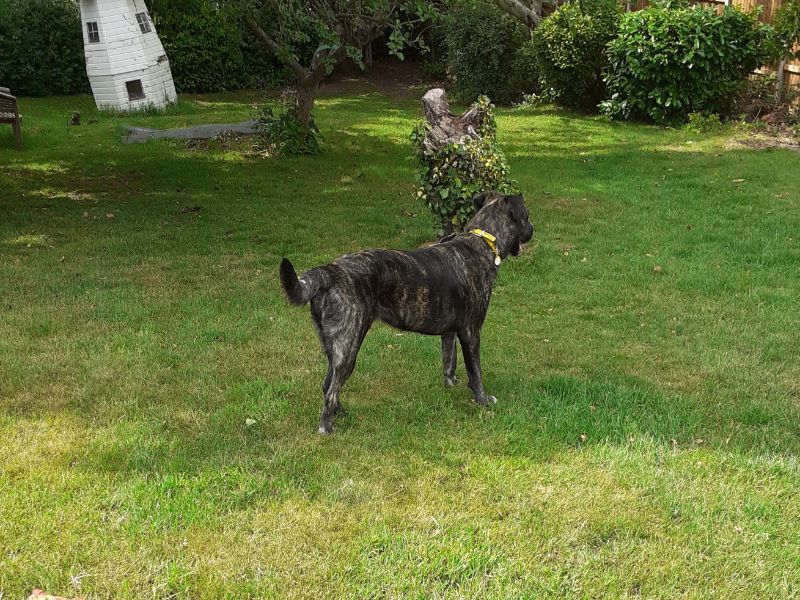 Miley | Crossbreed | Kenilworth (West Midlands) - 1