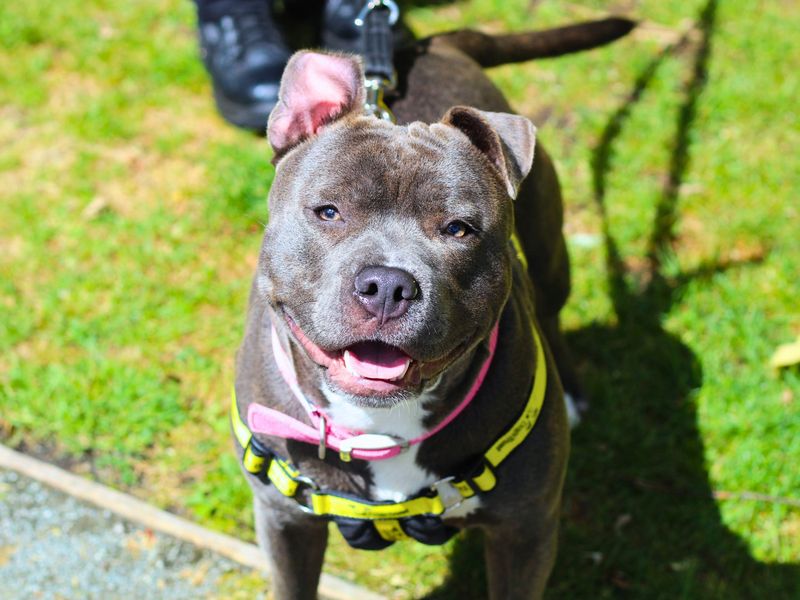 Staffordshire Bull Terrier for adoption in Manchester, Greater Manchester – 9 months old