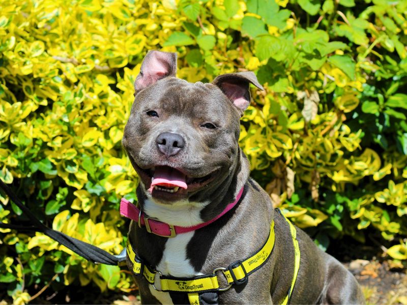 Staffordshire Bull Terrier for adoption in Manchester, Greater Manchester – 10 months old - Image 3 of 4