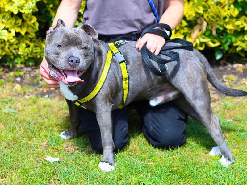 Staffordshire Bull Terrier for adoption in Manchester, Greater Manchester – 10 months old - Image 4 of 4
