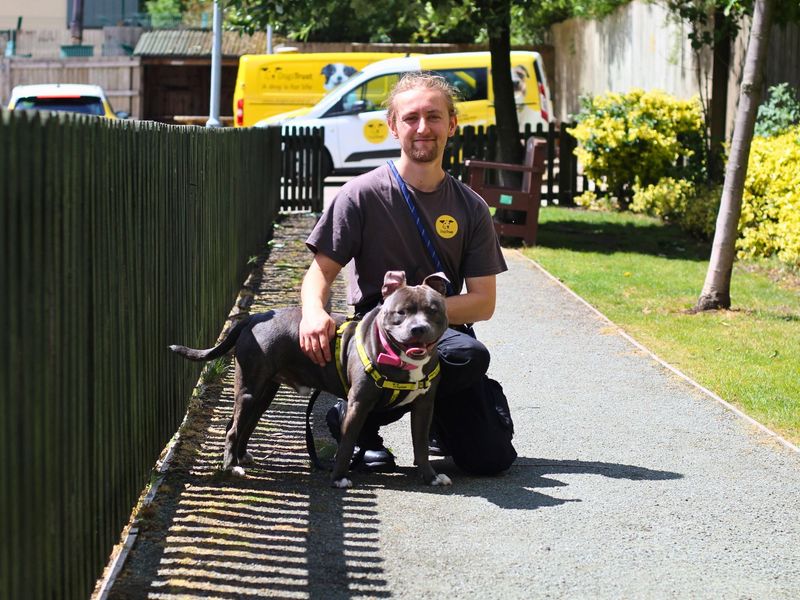 Staffordshire Bull Terrier for adoption in Manchester, Greater Manchester – 10 months old - Image 2 of 4