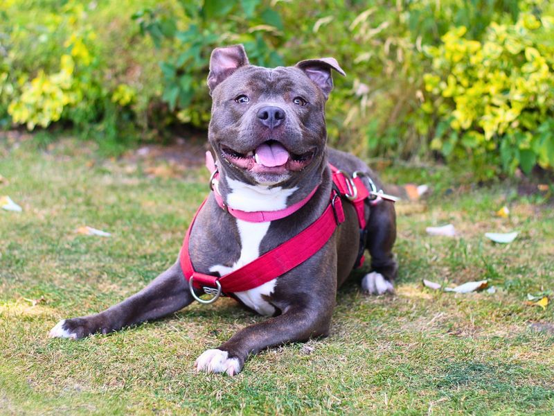 Sykes | Terrier (Staffordshire Bull) | Darlington - 1