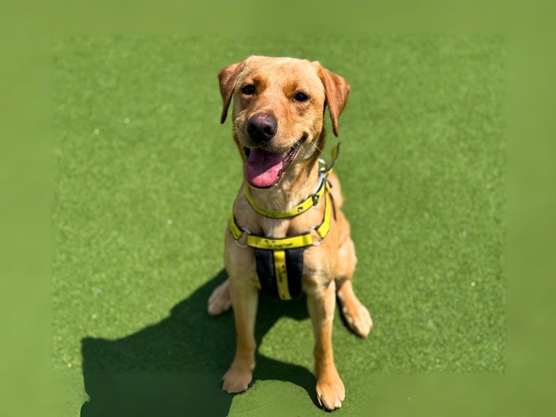 Molly | Retriever (Labrador) | Salisbury (Wiltshire) - 1