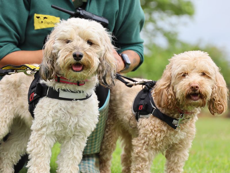 Kiki and Roxy for sale in Leeds, Yorkshire