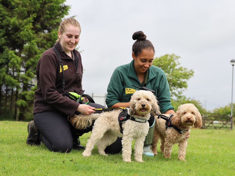 Poodle for adoption in Leeds, Yorkshire – 5 years old - Image 2 of 2
