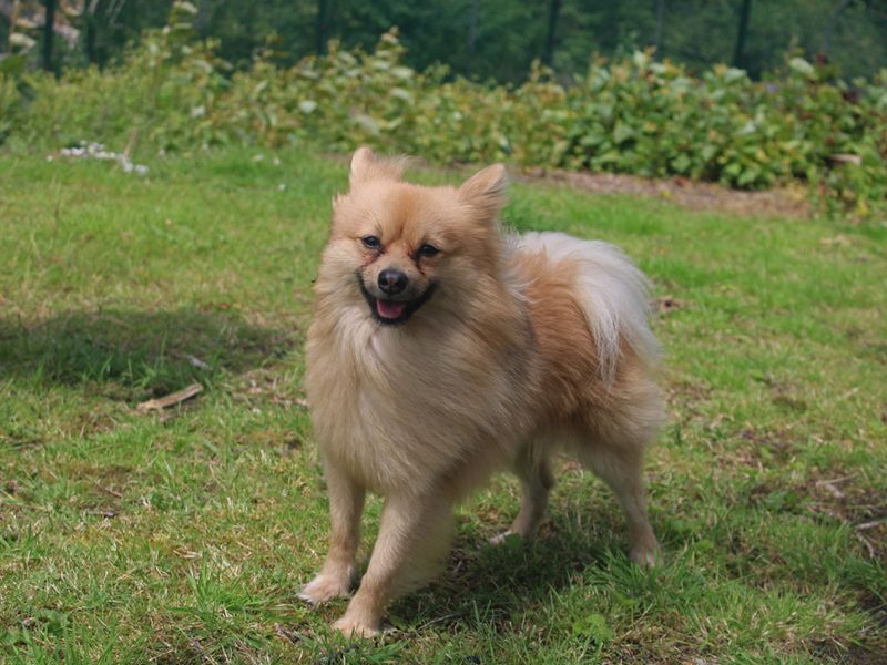Pomeranian for adoption in Liverpool, Merseyside – 1 year old - Image 2 of 3