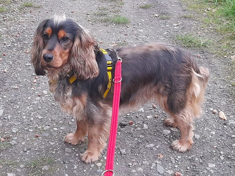 Poodle for adoption in Wymeswold, Leicestershire – 1 year old