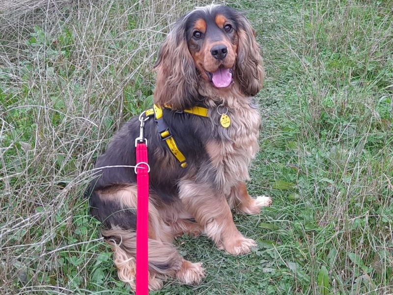 Poodle for adoption in Wymeswold, Leicestershire – 1 year old - Image 2 of 2