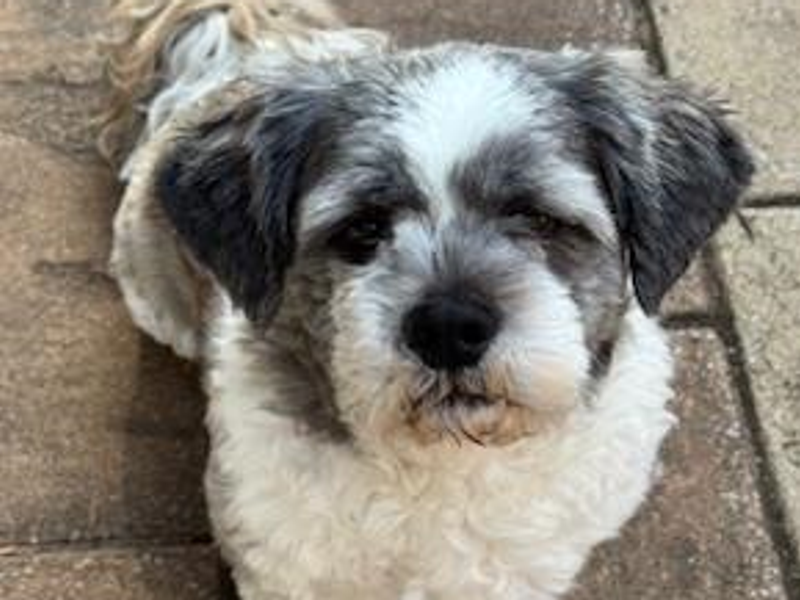 Ted | Shih Tzu | Shrewsbury (Shropshire) - 1
