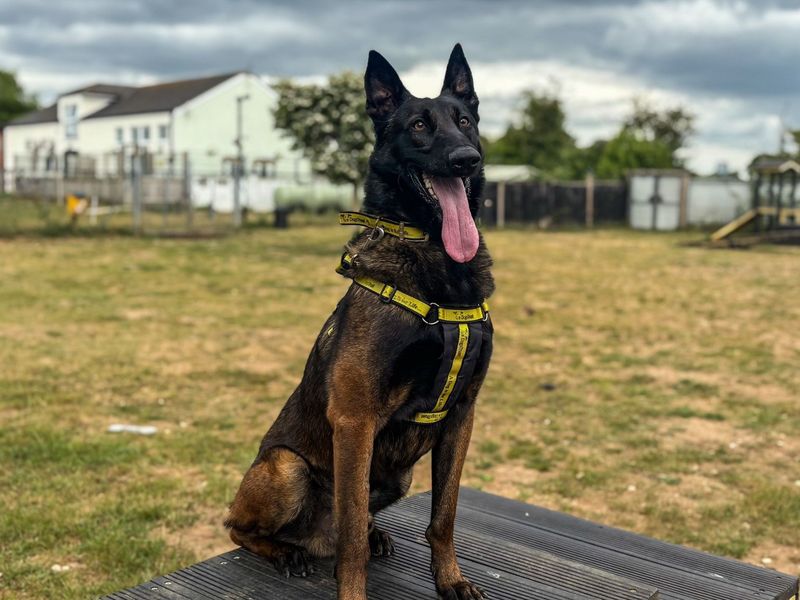 Mars | Belgian Shepherd Dog (Malinois) | Snetterton (Norfolk) - 1