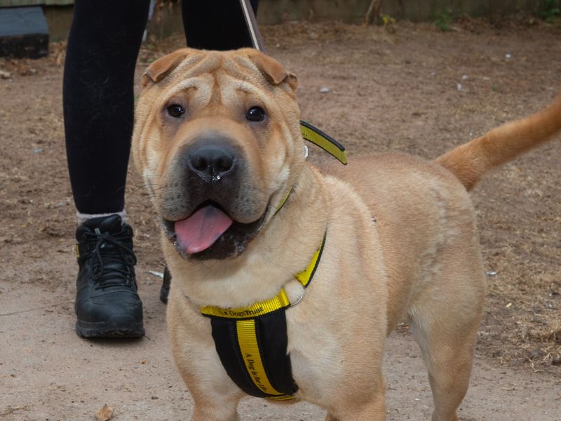 Rosie | Shar Pei | Loughborough - 1