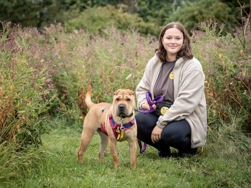 Rosie | Shar Pei | Loughborough - 1