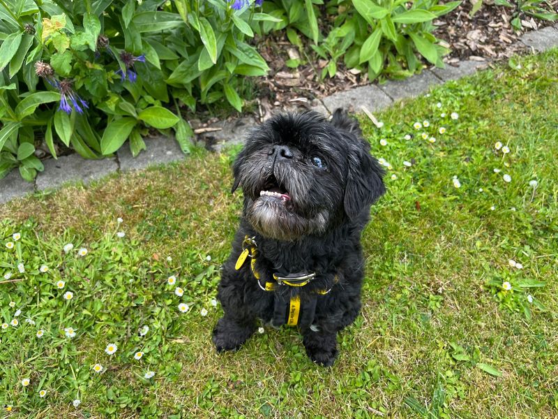 Chloe for sale in Ballymena, Co Antrim