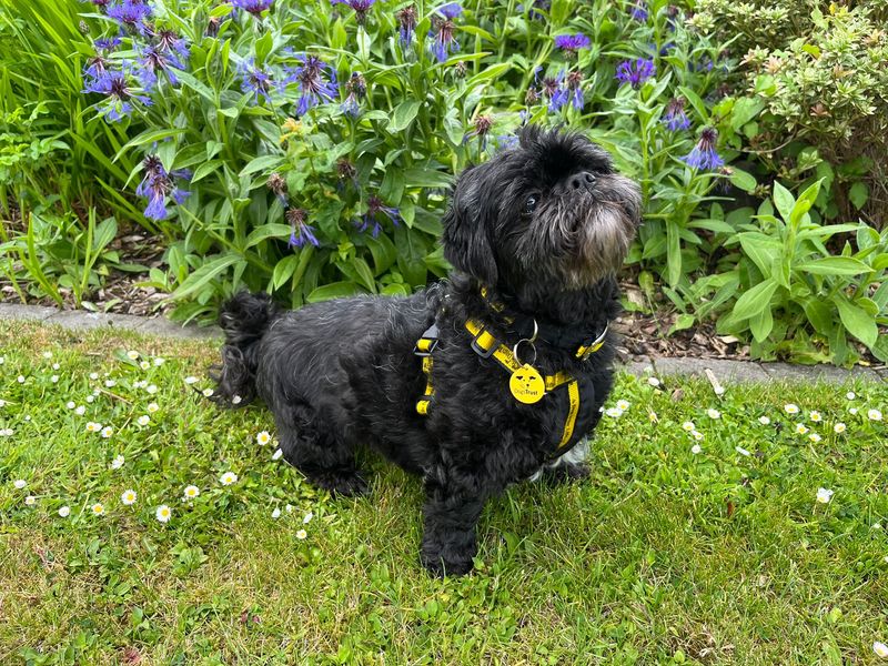Shih Tzu for adoption in Ballymena, Co Antrim – 10 years old - Image 3 of 3